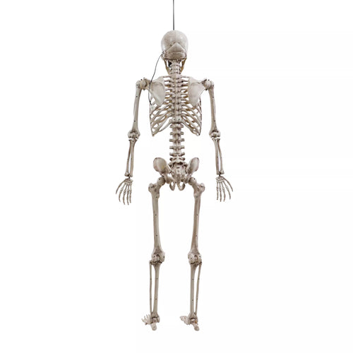 5 Ft Poseable Digieye Skeleton